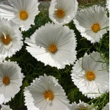 Cosmos bipinnatus 'Cupcakes White'